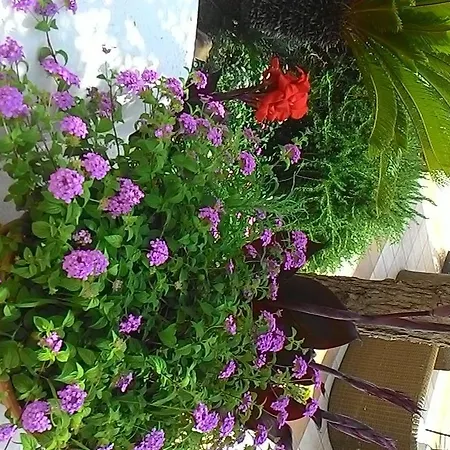 Отель Casa Gerardo Sant'Angelo (Isola d'Ischia)